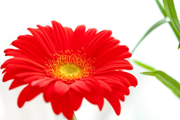 Flower Background. Red Gerbera Flower . Flower design — Stock Photo, Image
