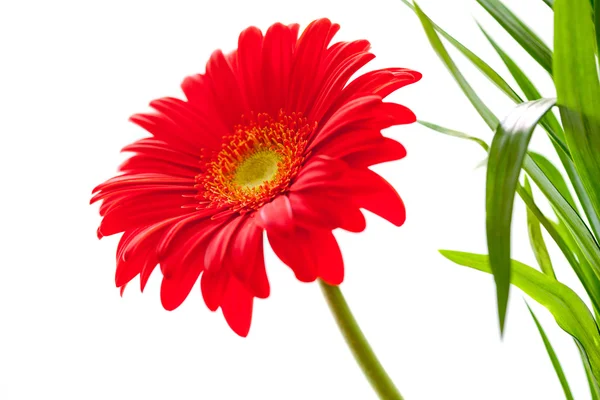 Flower Background. Red Gerbera Flower . Flower design — Stock Photo, Image