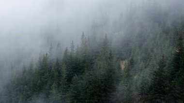 Ukrayna Karpatlarının dağ manzarası