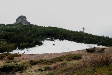 Ukrayna Karpatlarının dağ manzarası
