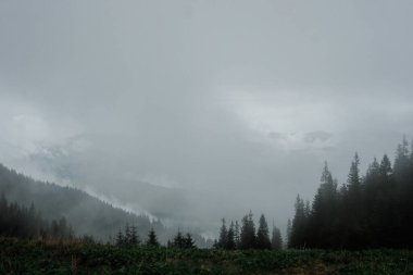 Ukrayna Karpatlarının dağ manzarası