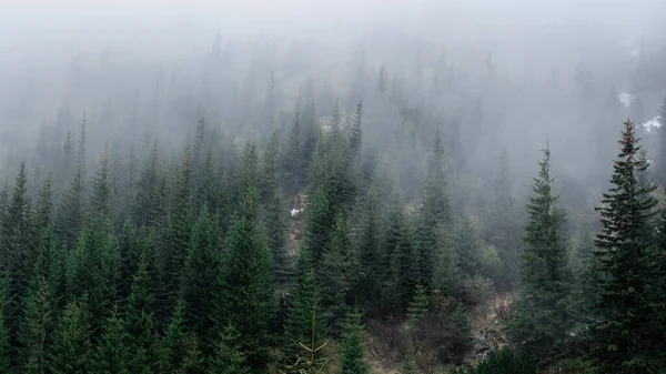 Ukrayna Karpatlarının dağ manzarası