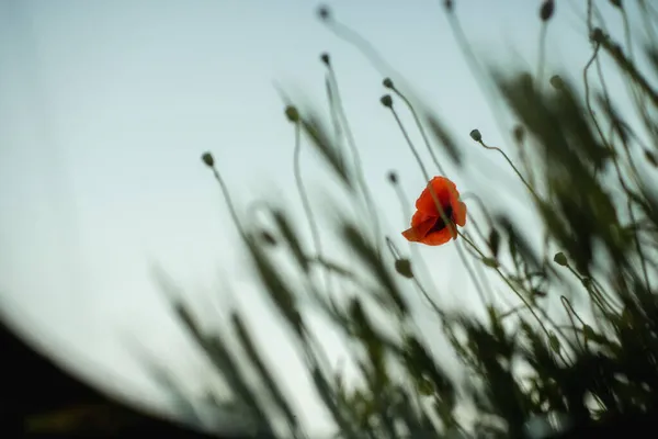 Field Green Wheat Poppy Mirror — Stock Photo, Image