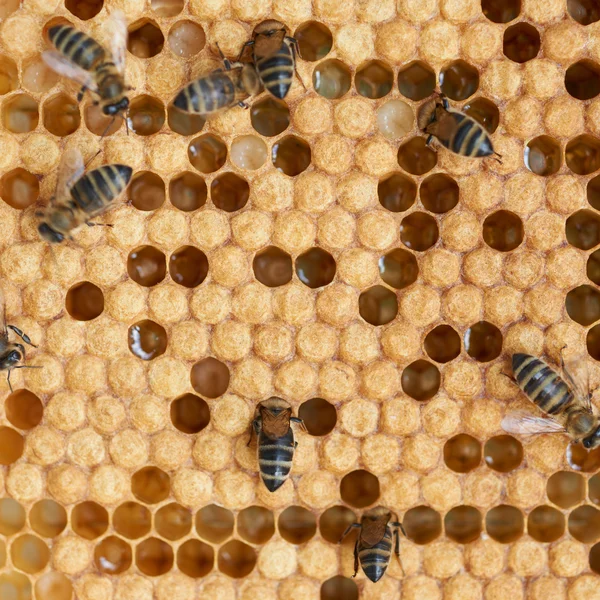 Honeycomb and bees — Stock Photo, Image