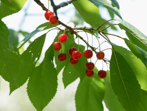 Reife Kirschfrüchte am Baum — Stockfoto