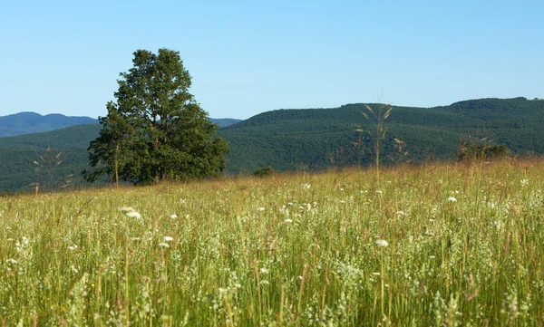 Paesaggio estivo con erba verde e quercia — Foto Stock