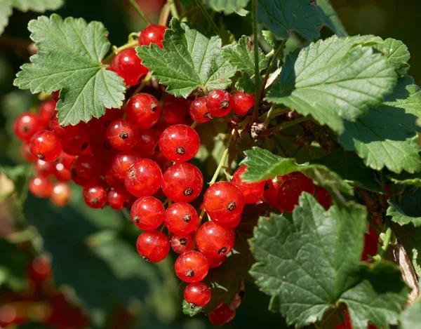 Rote Johannisbeere — Stockfoto