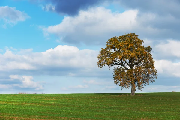 Осеннее дерево в зеленом поле — стоковое фото