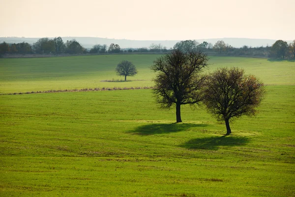 Lonely trees in green autumn field — Stock Photo, Image