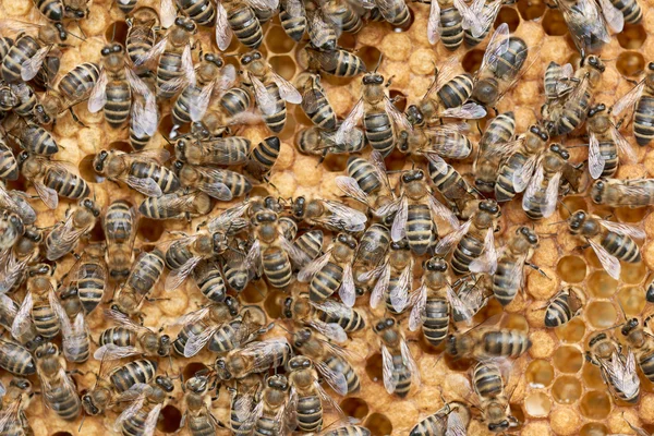 Honeycomb and bees — Stock Photo, Image