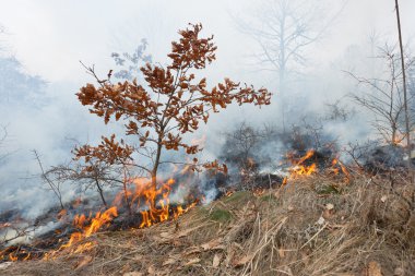 Meşe ormanı içinde ateş