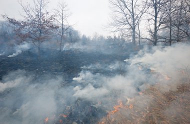 Meşe ormanı içinde ateş