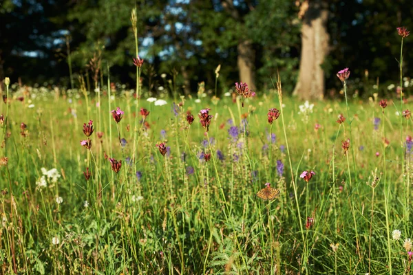 Summer green field with mountain flowers — Stock Photo, Image