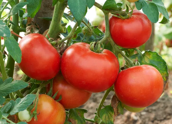 Стиглі томати червоний — стокове фото