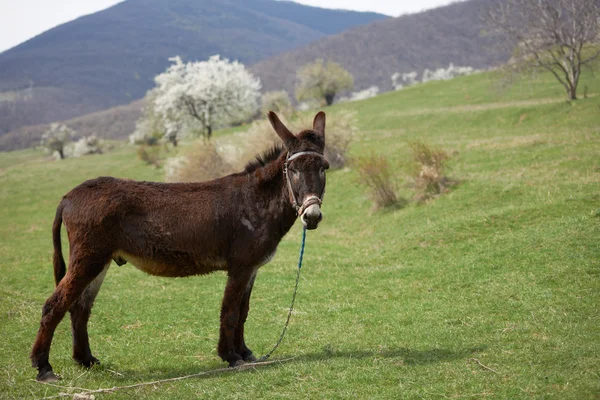 Donkey on green field — Stock Photo, Image