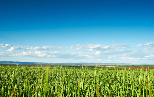 Wheat plantation — Stock Photo, Image