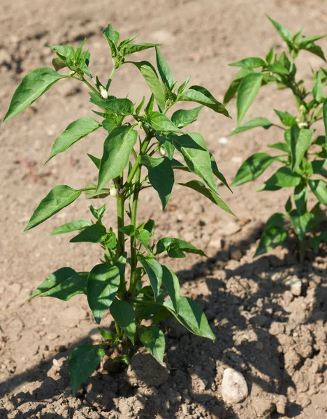 Pepper plant spray — Stock Photo, Image