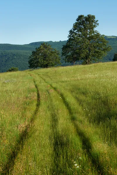 Paesaggio estivo con erba verde e quercia — Foto Stock