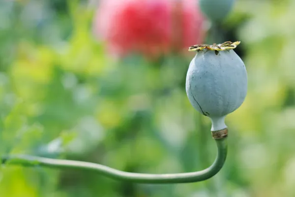 Opium poppy fruit — Stock Photo, Image