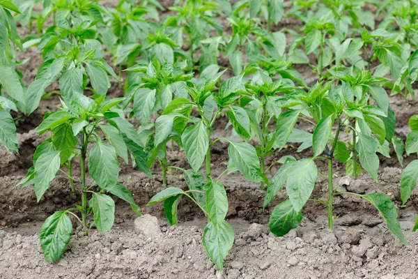 Pepper plantation — Stock Photo, Image