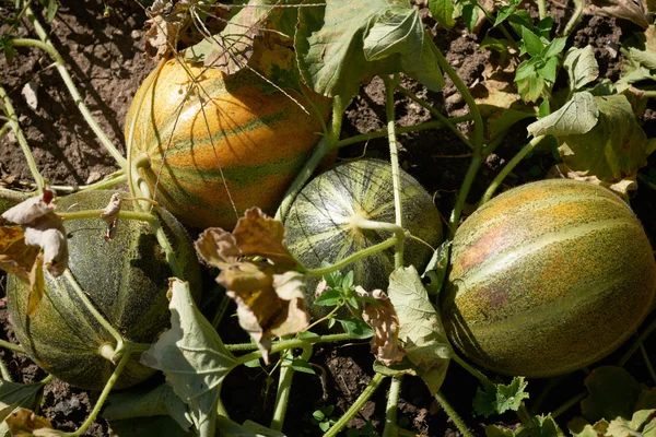 Melons in garden — Stock Photo, Image