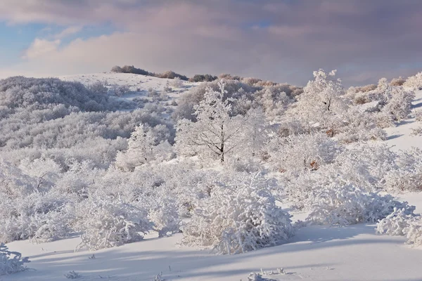 Winter frost — Stock Photo, Image