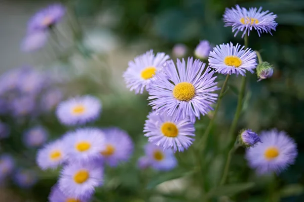 紫の花の花 — ストック写真