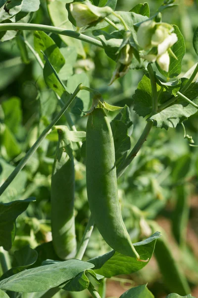 Green peas pods — Stock Photo, Image