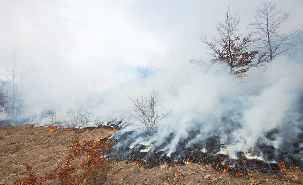 Meşe ormanı içinde ateş — Stok fotoğraf