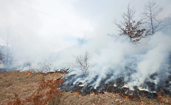 Brand in oak forest — Stockfoto