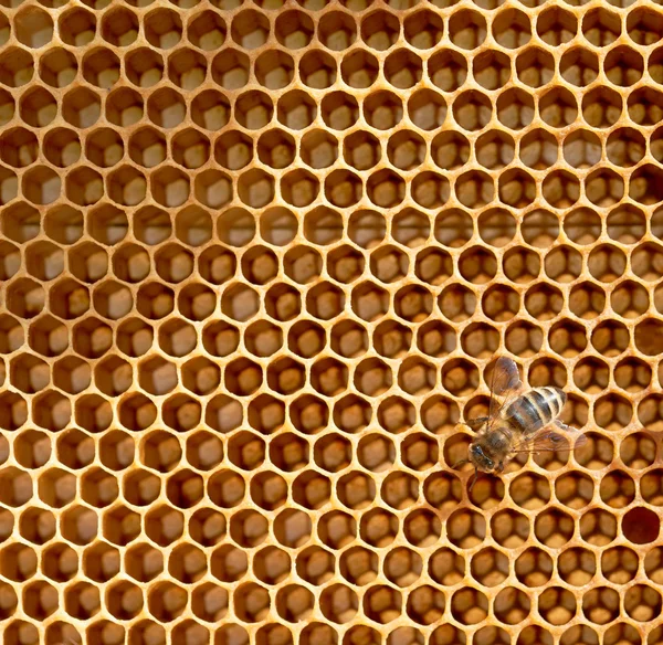 Honeycomb and bees Royalty Free Stock Images