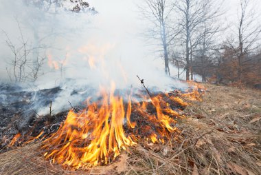 Fire in oak forest clipart