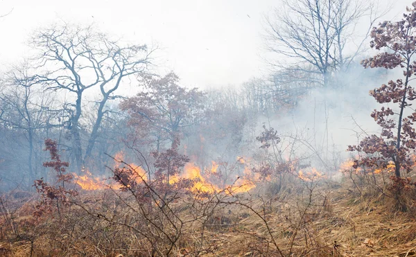 Požár v oak forest — Stock fotografie