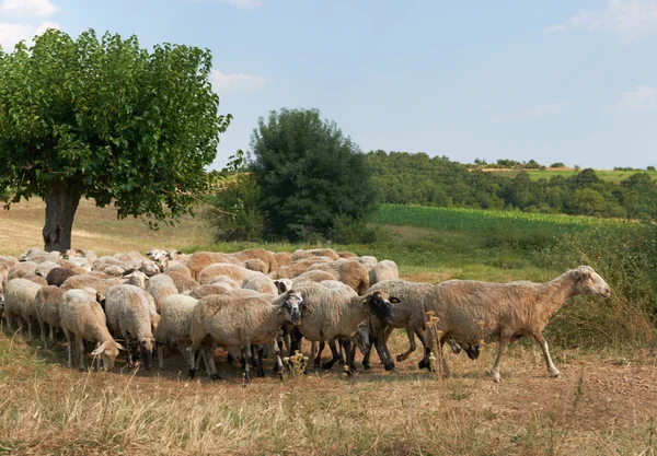 Flock of sheep in summer Bulgaria — Stock Photo, Image