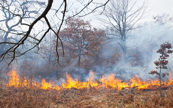 Φωτιά σε δάσος με βελανιδιές — Φωτογραφία Αρχείου