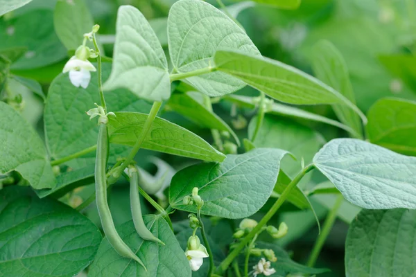 Planta de frijoles franceses — Foto de Stock