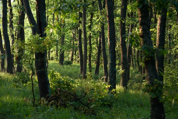 Evropské oak forest — Stock fotografie