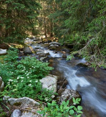 pirin doğa parkı dağ dere