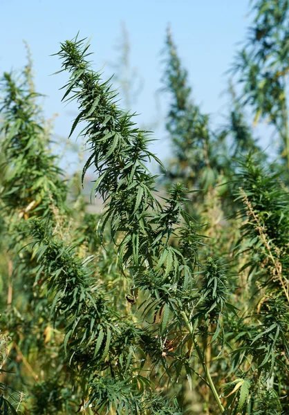 Plantação de maconha Fotografia De Stock