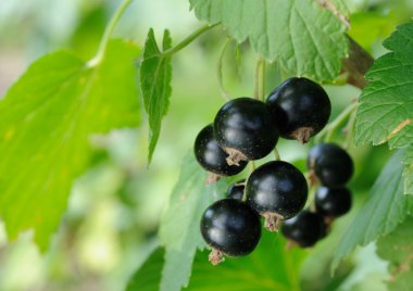 Siyah frenk üzümü