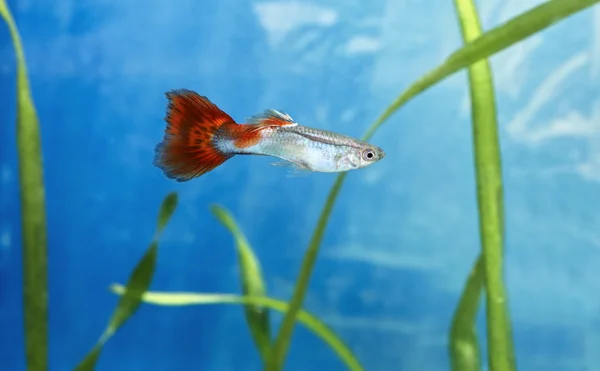 Guppy fish male — Stock Photo, Image
