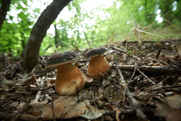 Hřib lesní houby — Stock fotografie