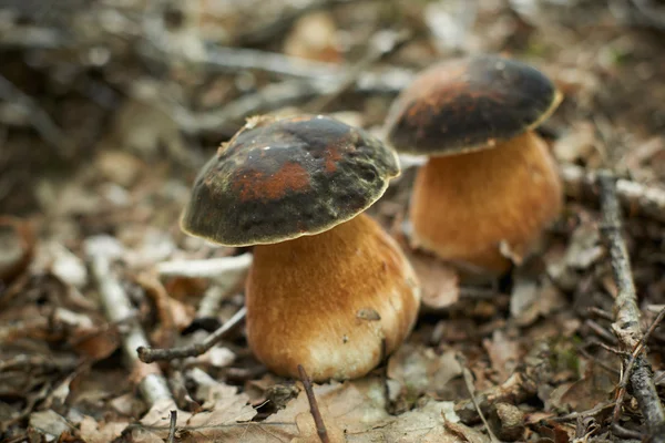 Boletus forest mushrooms — Stock Photo, Image