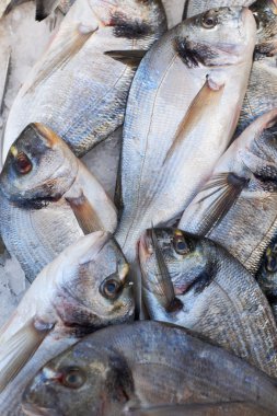 çipura balık pazarında Satılık
