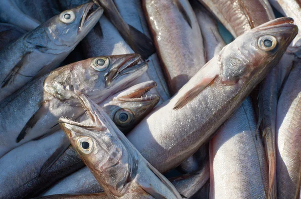 Torsk-fisk på marknaden — Stockfoto