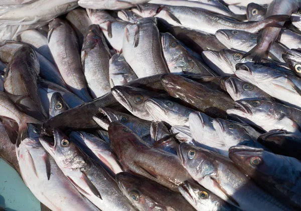 Merluzzo bianco in vendita sul mercato — Foto Stock