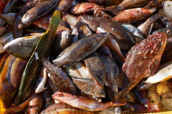 Poissons mélangés à vendre sur le marché — Photo