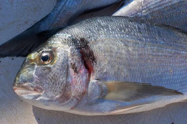 Zeebrasem vis voor verkoop op de markt — Stockfoto