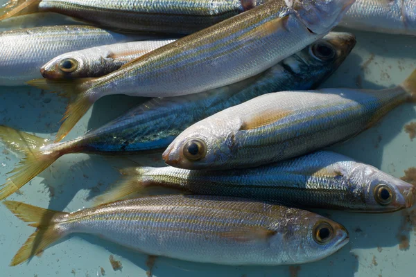 市場の販売のための魚 — Stockfoto