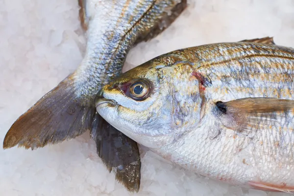 市場の販売のための魚 — Stockfoto